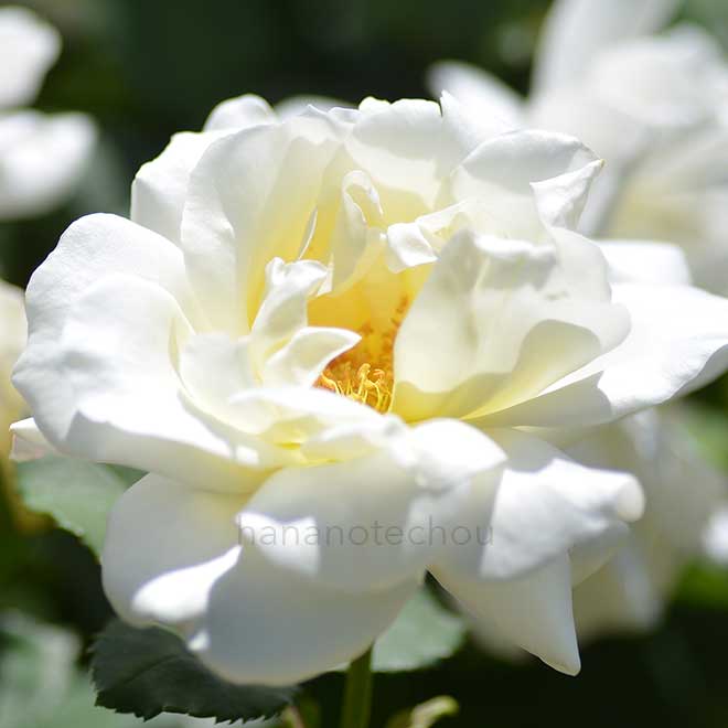バラ ネイジュ パルファム|花の手帖の薔薇図鑑
