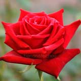 バラ |花の手帖の薔薇図鑑