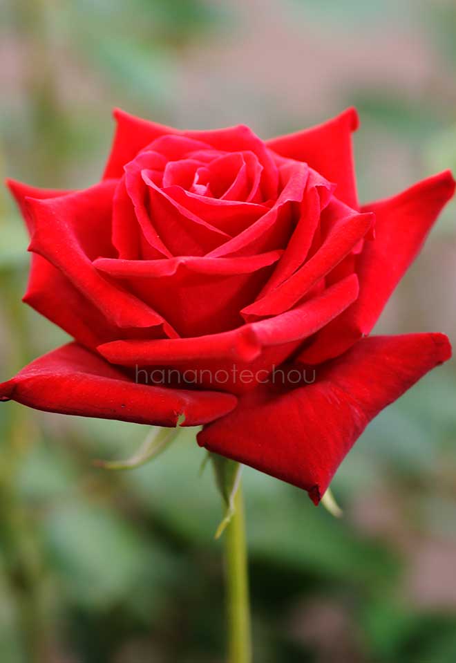 バラ 熱情｜花の手帖の薔薇図鑑