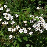 バラ ニューサ｜花の手帖の薔薇図鑑