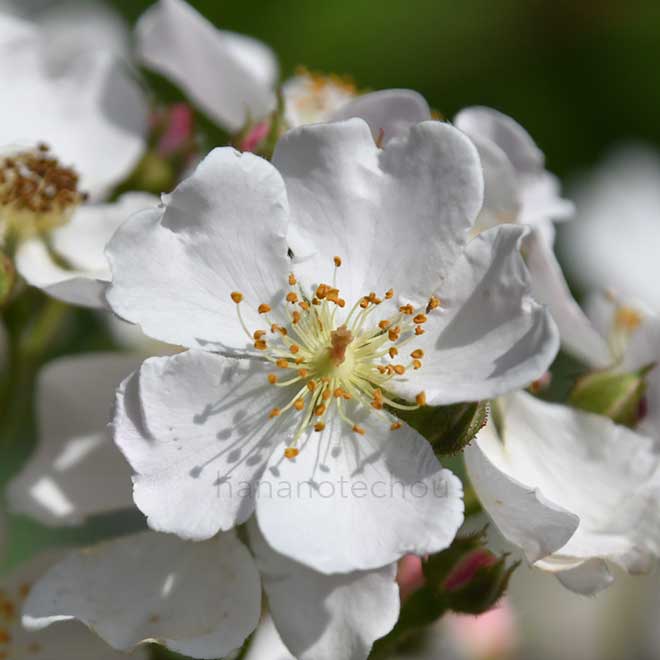 バラ ニューサ|花の手帖の薔薇図鑑