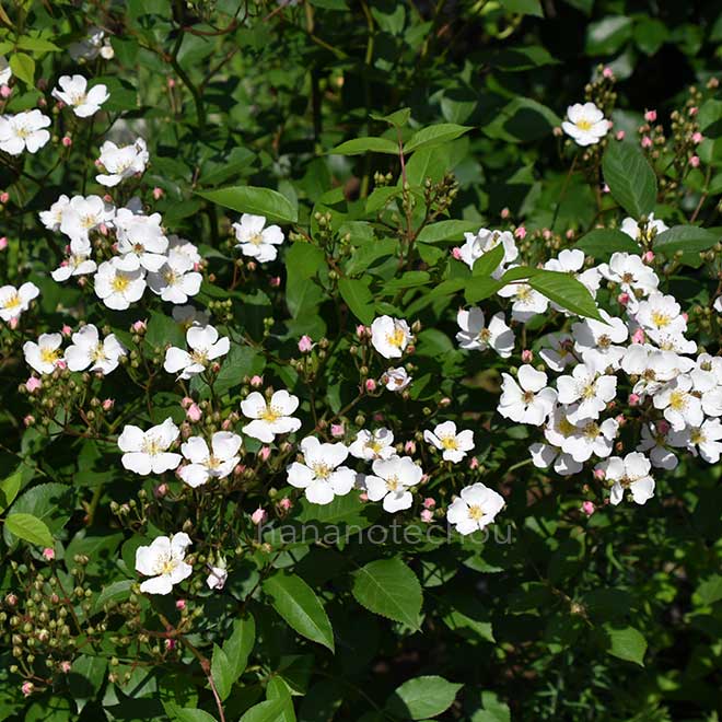 バラ ニューサ|花の手帖の薔薇図鑑