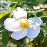 バラ ネヴァダ｜花の手帖の薔薇図鑑