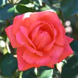 バラ ニューアベマリア｜花の手帖の薔薇図鑑