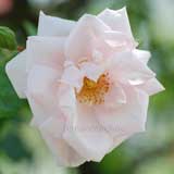 バラ ニュードーン|花の手帖の薔薇図鑑