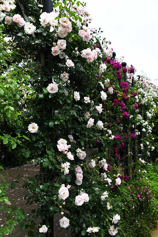 バラ ニュー ドーン
｜花の手帖の薔薇図鑑