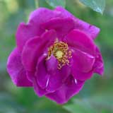 バラ ニュース｜花の手帖の薔薇図鑑