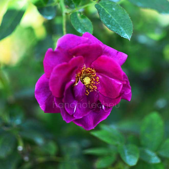 バラ ニュース｜花の手帖の薔薇図鑑