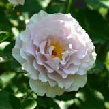 バラ ニューウェーブ|花の手帖の薔薇図鑑