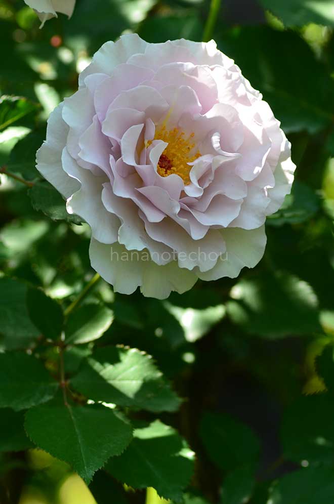 バラ ニュー ウェーブ|花の手帖の薔薇図鑑