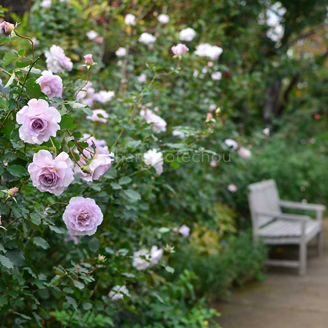バラ ニュー ウェーブ|花の手帖の薔薇図鑑