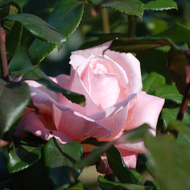 バラ ニュージーランド｜花の手帖の薔薇図鑑