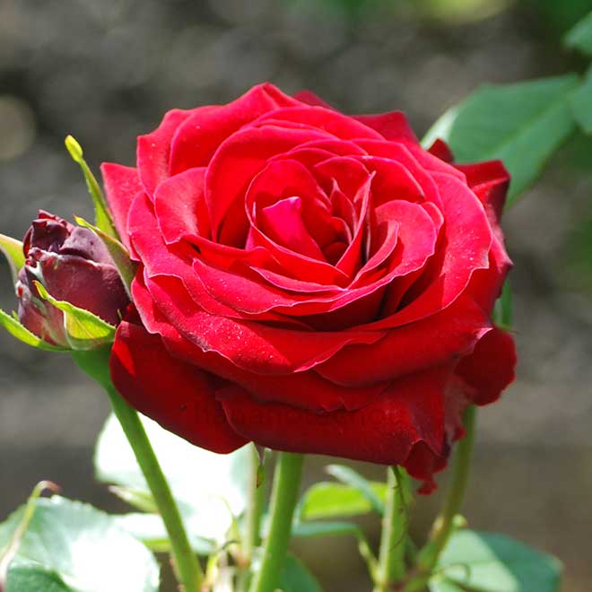 バラ ニコロ パガニーニ｜花の手帖の薔薇図鑑