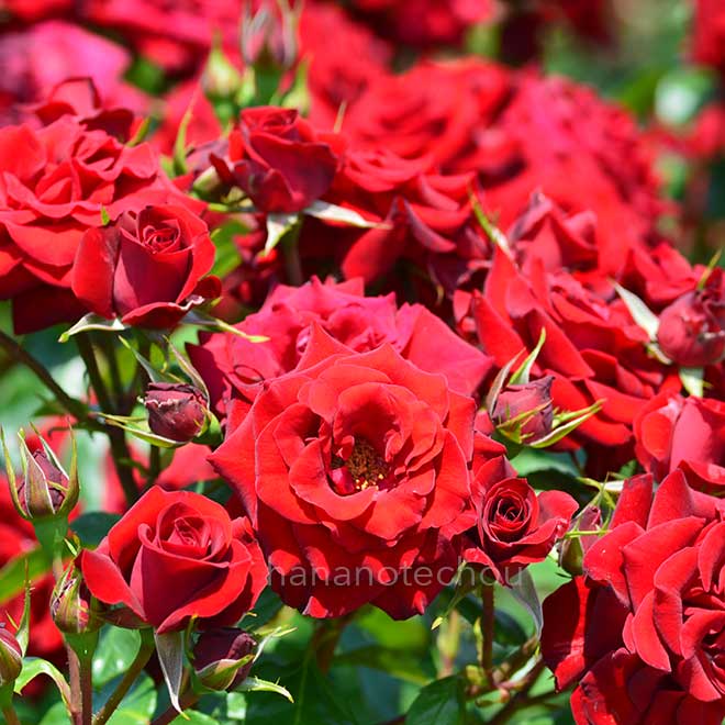 バラ ニコロ パガニーニ｜花の手帖の薔薇図鑑