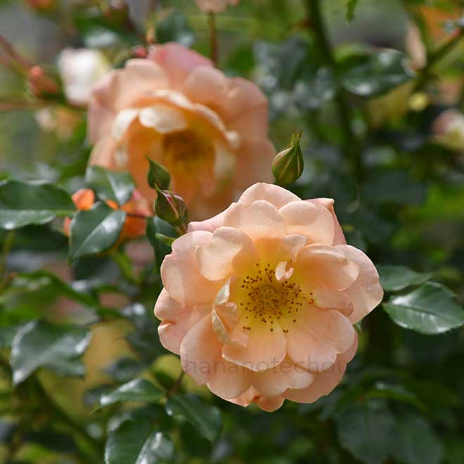 バラ ナイスンイージー｜花の手帖の薔薇図鑑