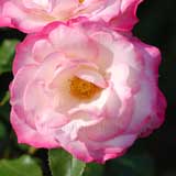 バラ ニコル｜花の手帖の薔薇図鑑