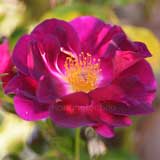 バラ ナイトアウル|花の手帖の薔薇図鑑