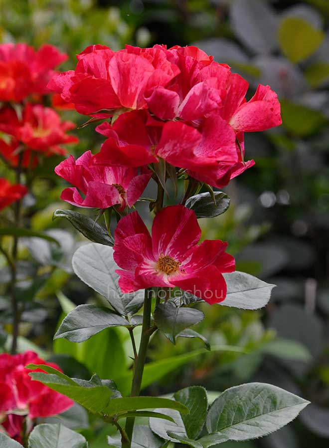 バラ ナイトスカイ｜花の手帖の薔薇図鑑