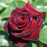 バラ ナイト タイム｜花の手帖の薔薇図鑑