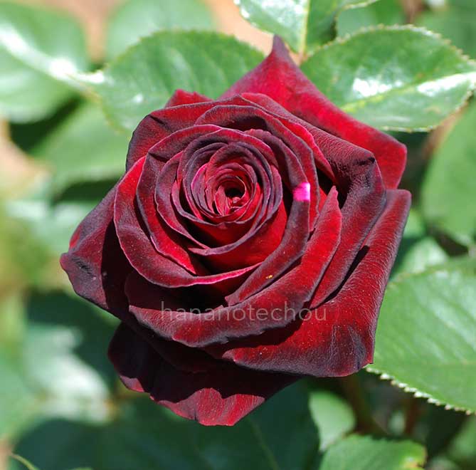 バラ ナイト タイム|花の手帖の薔薇図鑑