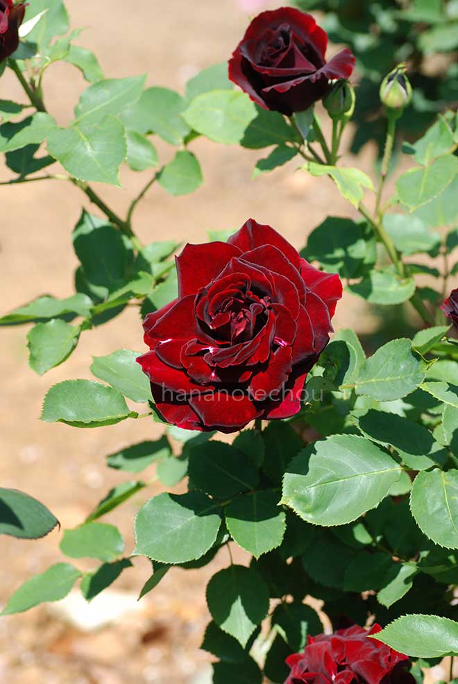 バラ ナイト タイム|花の手帖の薔薇図鑑