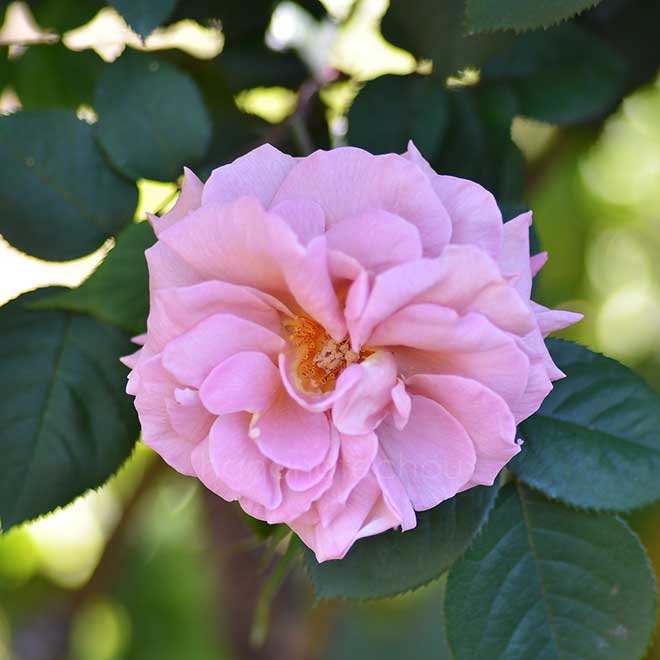 バラ ｜花の手帖の薔薇図鑑