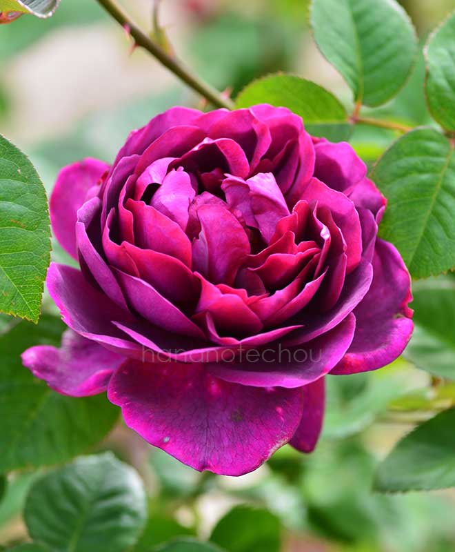 バラ ニーナ アナニアシビリ｜花の手帖の薔薇図鑑