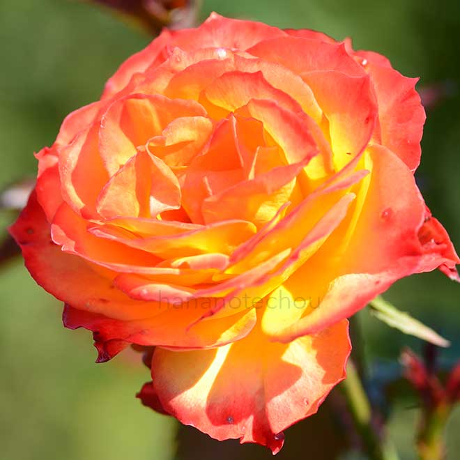 バラ 錦｜花の手帖の薔薇図鑑