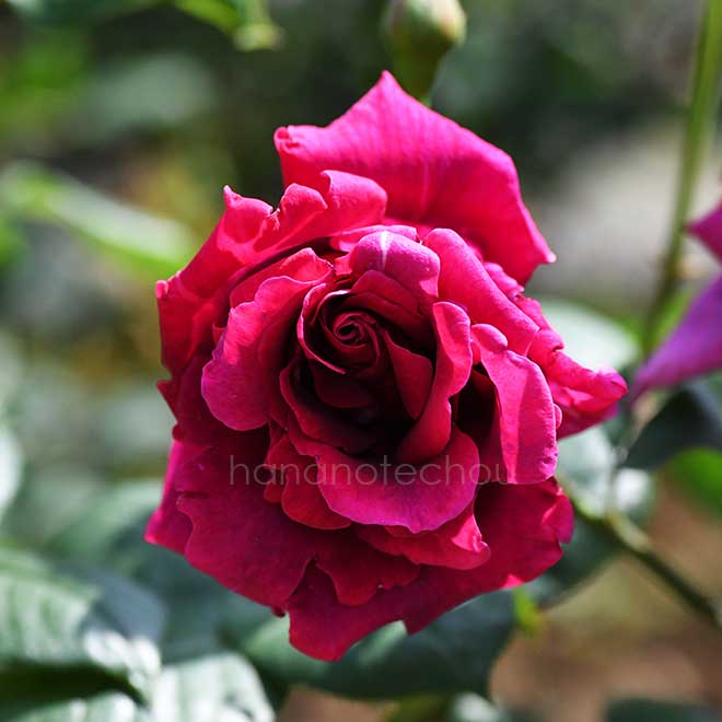 バラ ノクターン｜花の手帖の薔薇図鑑