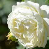 バラ ノース フレグランス|花の手帖の薔薇図鑑