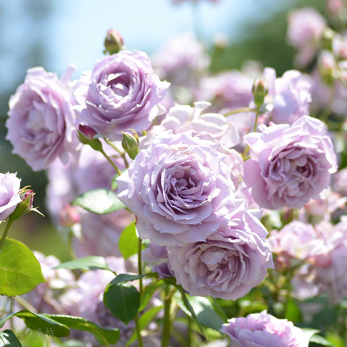 バラ ノヴァーリス｜花の手帖の薔薇図鑑