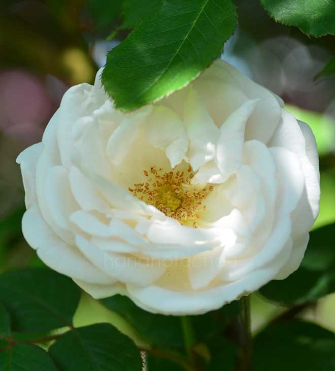 バラ ノヴァ ゼンブラ｜花の手帖の薔薇図鑑