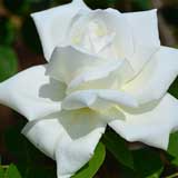 バラ ヌリアドゥレコロンス｜花の手帖の薔薇図鑑