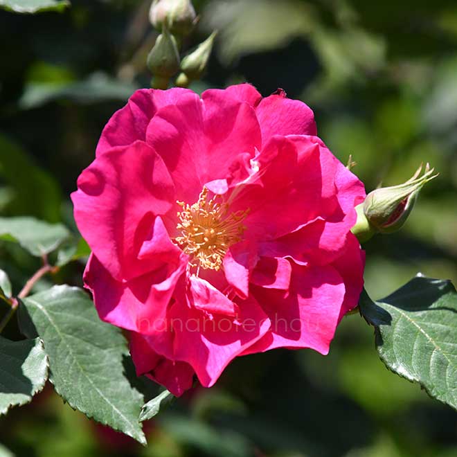 バラ ヌル マハル｜花の手帖の薔薇図鑑