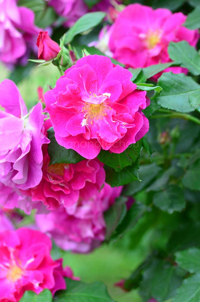 バラ ヌル マハル｜花の手帖の薔薇図鑑