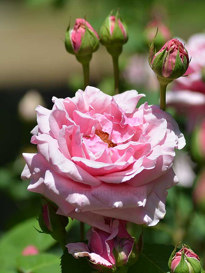 バラ レディアリススタンレー｜花の手帖の薔薇図鑑
