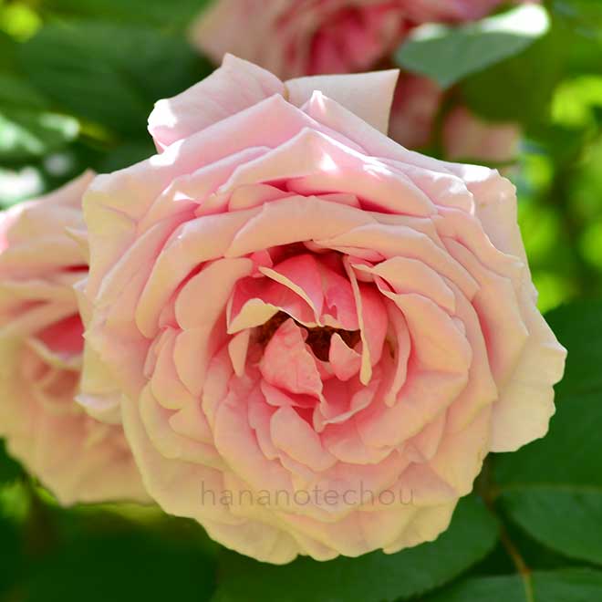 バラ レディアリススタンレー｜花の手帖の薔薇図鑑