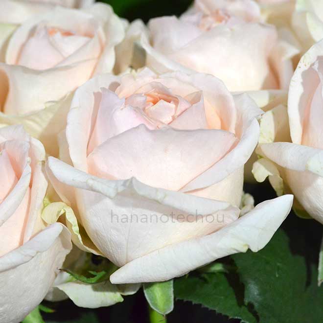 バラ レディチャペル｜花の手帖の薔薇図鑑