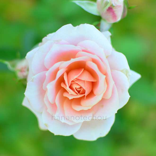 バラ レディ メイアンディナ｜花の手帖の薔薇図鑑