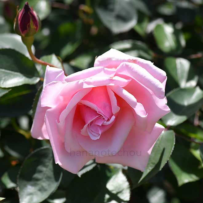 バラ レディマリーフィッツウィリアム｜花の手帖の薔薇図鑑