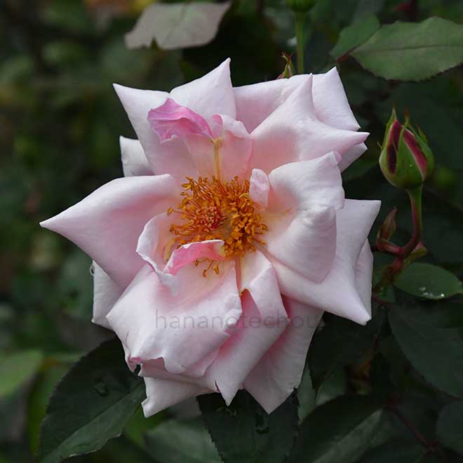 バラ レディマリーフィッツウィリアム｜花の手帖の薔薇図鑑