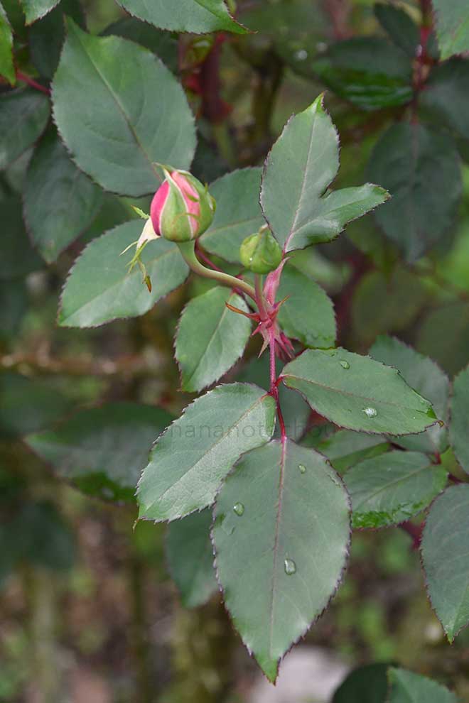 バラ レディマリーフィッツウィリアム｜花の手帖の薔薇図鑑