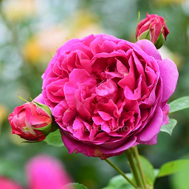 バラ レディ オブ メギンチ｜花の手帖の薔薇図鑑