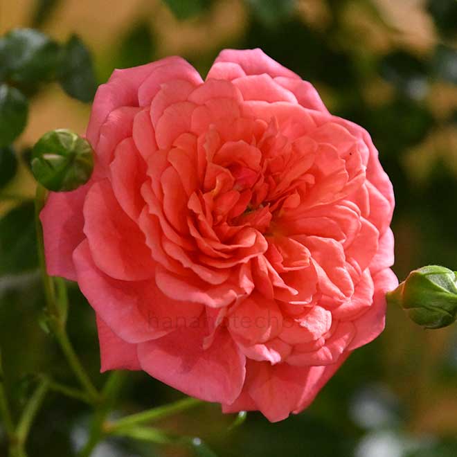 バラ レディペネロープ|花の手帖の薔薇図鑑