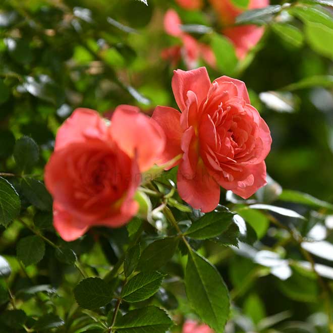 バラ レディペネロープ|花の手帖の薔薇図鑑