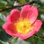 バラ レディペンザンス｜花の手帖の薔薇図鑑