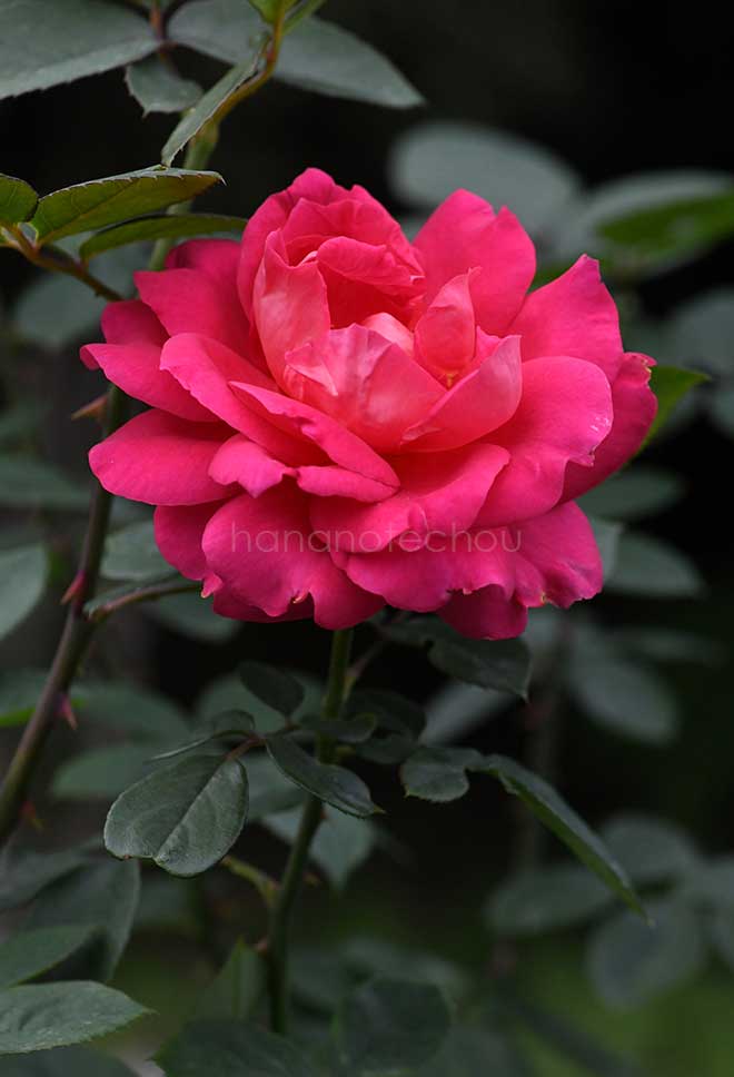 バラ レディ セトン｜花の手帖の薔薇図鑑