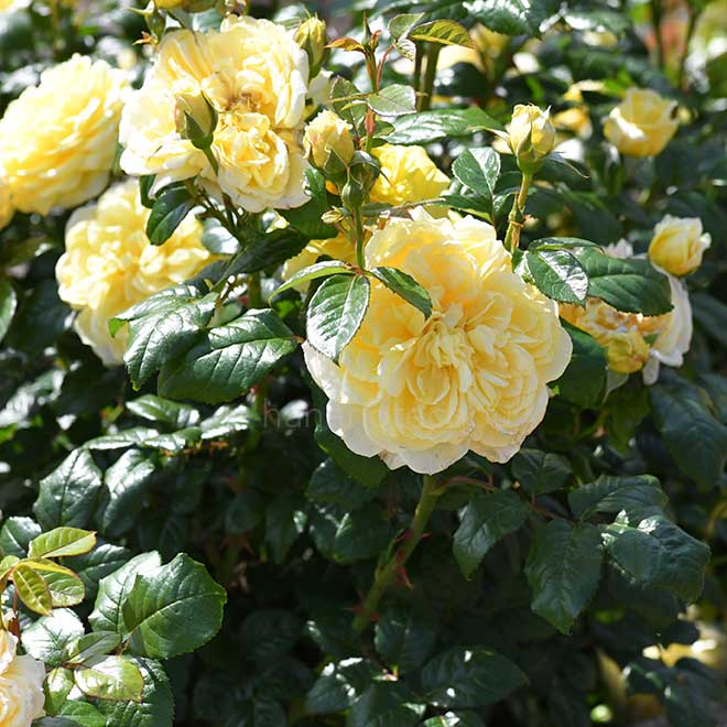 バラ ラ フォンテーヌ｜花の手帖の薔薇図鑑