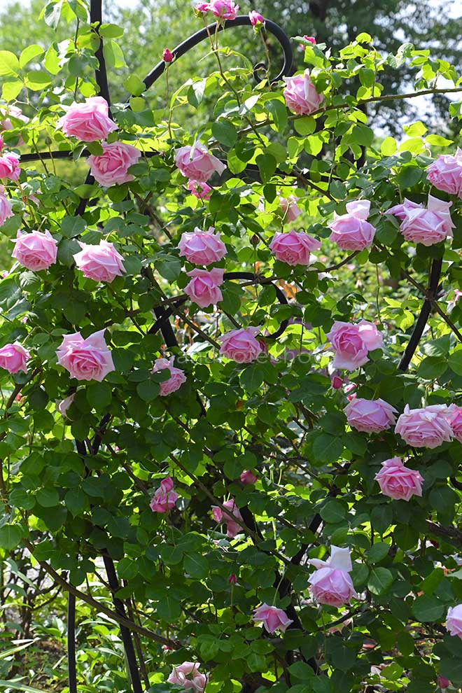 バラ つる ラ フランス｜花の手帖の薔薇図鑑