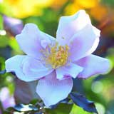 バラ ラグーン｜花の手帖の薔薇図鑑